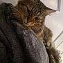 cat, tabby, pet, fur, whiskers, blanket, cozy, indoor, sleepy, animal, relaxed, soft, closeup, feline, cute, domestic, mammal, resting, gray, warm