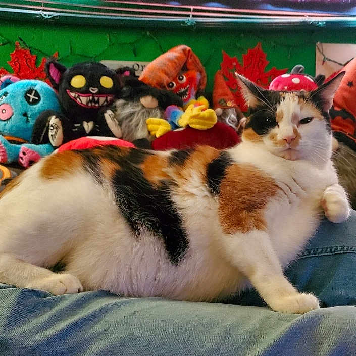 Marley is registered to the contest to win money with this photo: animal, architecture, baby, building, cat, couch, cushion, face, furniture, head, homedecor, indoors, kitten, livingroom, manx, person, pet, plush, sleeping, toy