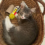 Abou participe au concours pour gagner de l'argent avec cette photo : kitten, cat, basket, gray_fur, white_fur, pet, animal, indoor, curious, looking_at_camera, floor_tiles, woven, relaxed, small, cute, feline, young, domestic, whiskers, ears