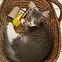 kitten, cat, basket, gray_fur, white_fur, pet, animal, indoor, curious, looking_at_camera, floor_tiles, woven, relaxed, small, cute, feline, young, domestic, whiskers, ears