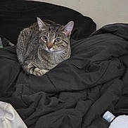 Pepperoni is registered to the contest to win money with this photo: animal, black, blanket, cat, cozy, curious, domestic, ears, eyes, feline, fur, home, indoor, mammal, pet, relaxed, resting, soft, tabby, whiskers