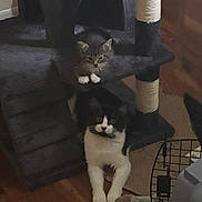 Onion And Poppy joined the competition — help win amazing prizes! animal, black_and_white_cat, cat, cat_tree, cozy, cute, domestic, feline, gray_tabby_cat, household, indoor, kitten, multi_level, pet_toys, pets, playful, relaxing, resting, scratching_post, wooden_floor