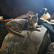 Beans is registered to the contest to win money with this photo: animal, black_and_white_cat, blanket, cat, comfortable, couch, cozy, domestic_animal, feline, fur, indoor, laying, mammal, pet, relaxing, resting, soft_light, striped, tortoiseshell_cat, two_cats