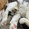cat, fluffy, paws, pink_paw_pads, stretching, relaxed, cozy, indoor, chair, wicker, fur, white, black, sleeping, closeup, pet, animal, soft, cute, resting