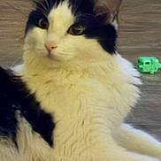 Skunki is registered to the contest to win money with this photo: cat, black_and_white, fluffy, pet, animal, indoor, wooden_floor, toy, green_toy, relaxed, feline, cute, domestic_animal, lying_down, whiskers, ears, eyes, fur, calm, curious