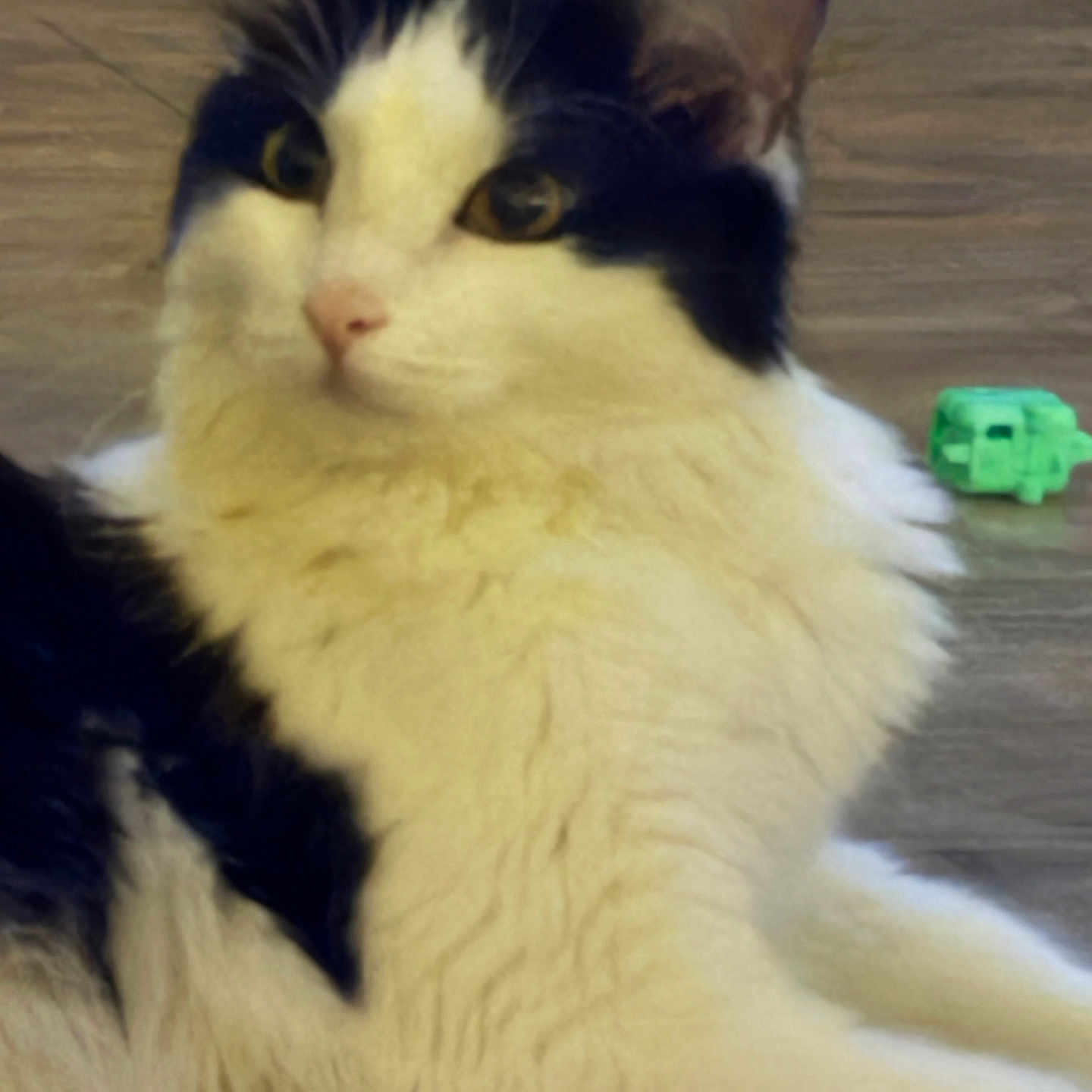 Skunki is registered to the contest to win money with this photo: animal, black_and_white, calm, cat, curious, cute, domestic_animal, ears, eyes, feline, fluffy, fur, green_toy, indoor, lying_down, pet, relaxed, toy, whiskers, wooden_floor