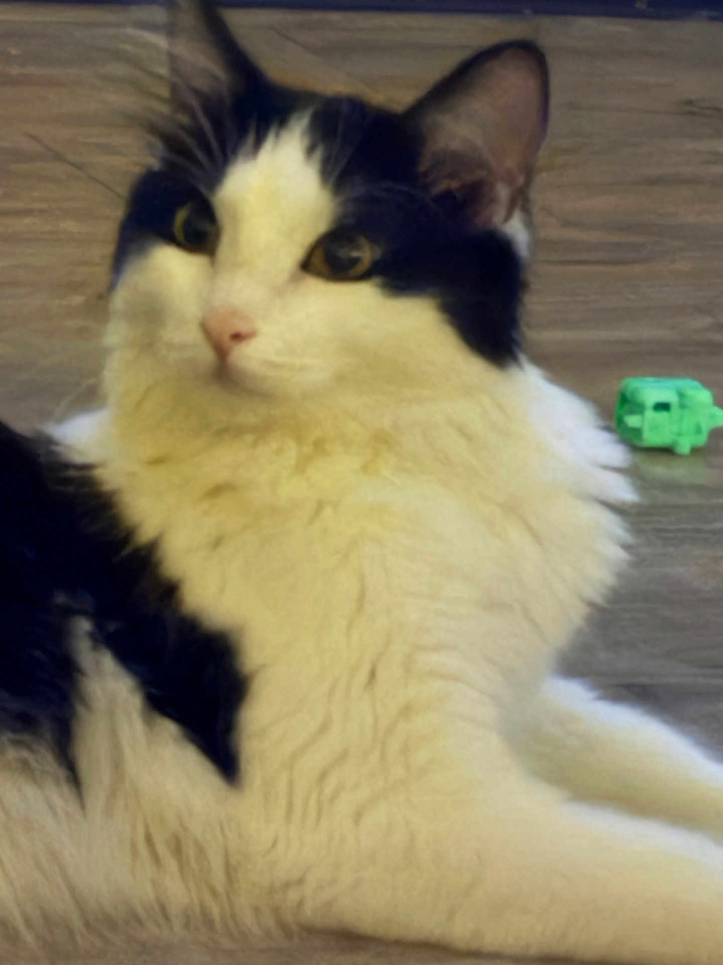 Skunki is registered to the contest to win money with this photo: cat, black_and_white, fluffy, pet, animal, indoor, wooden_floor, toy, green_toy, relaxed, feline, cute, domestic_animal, lying_down, whiskers, ears, eyes, fur, calm, curious