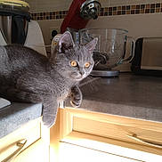 Moon participe au concours pour gagner de l'argent avec cette photo : cat, gray_cat, kitten, pet, animal, indoor, kitchen, countertop, appliance, domestic, feline, fur, whiskers, ears, eyes, sunlight, relaxed, cute, resting, home