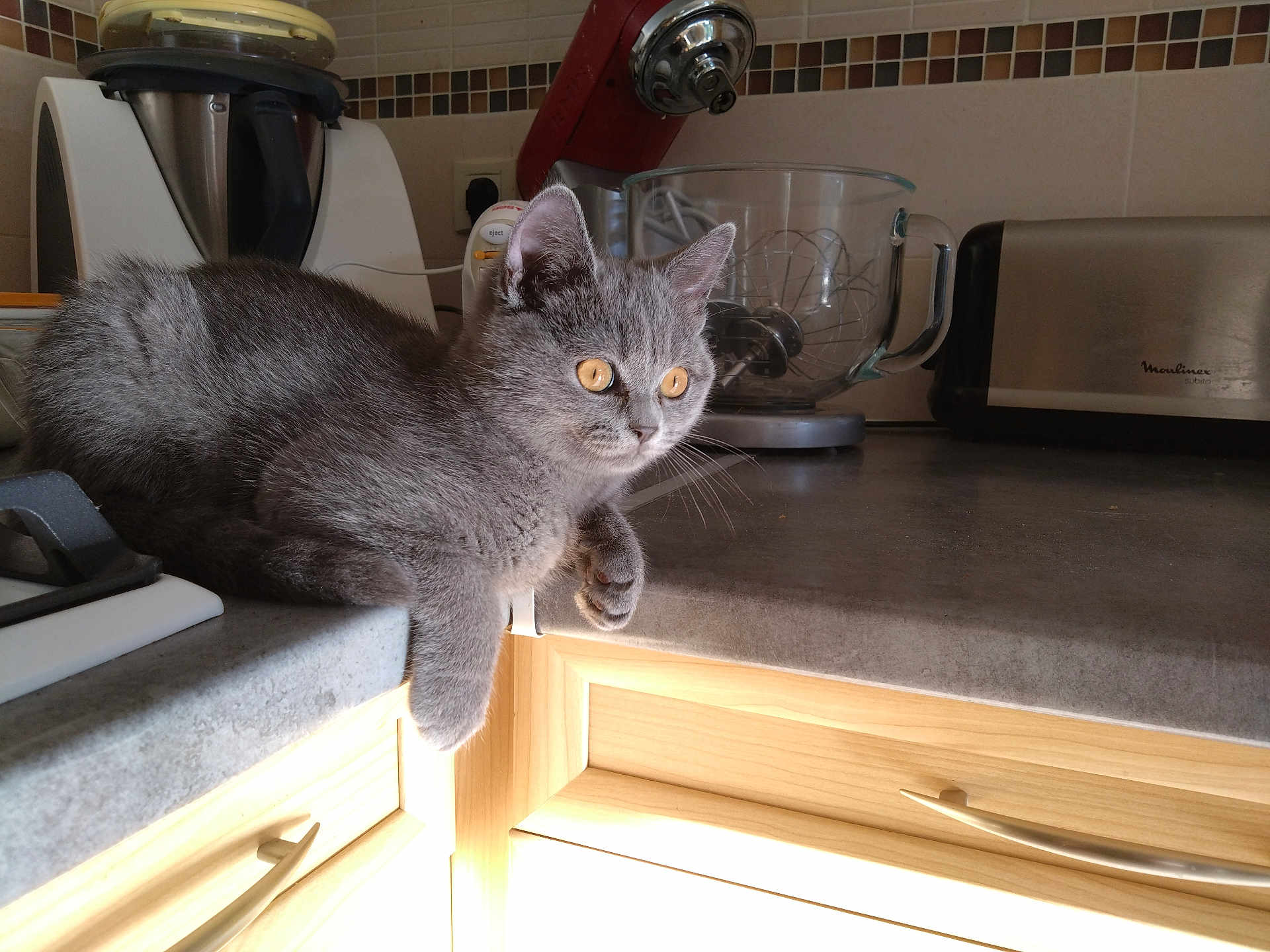 Moon participe au concours pour gagner de l'argent avec cette photo : cat, gray_cat, kitten, pet, animal, indoor, kitchen, countertop, appliance, domestic, feline, fur, whiskers, ears, eyes, sunlight, relaxed, cute, resting, home