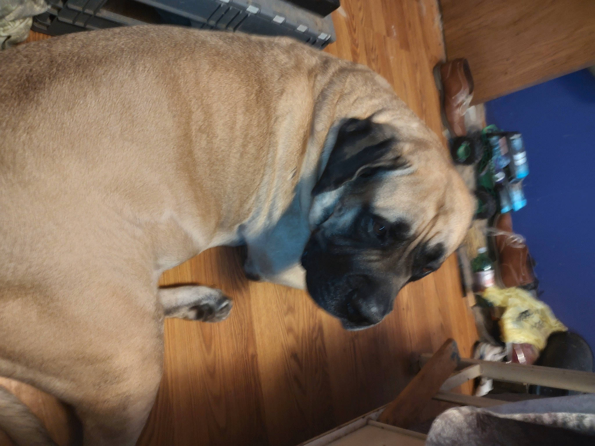 Zeus joined the competition — help win amazing prizes! canidae, carnivore, companion_dog, dog, dog_breed, fawn, flooring, guard_dog, hardwood, non_sporting_group, paw, pet_supply, snout, sporting_group, tail, wood, working_animal, working_dog, wrinkle