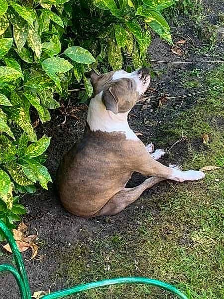 Oki participe au concours pour gagner de l'argent avec cette photo : canidae, carnivore, companion_dog, dog, dog_breed, fawn, groundcover, herb, liver, snout, sporting_group, subshrub, tail, terrestrial_animal, whiskers, working_animal, working_dog