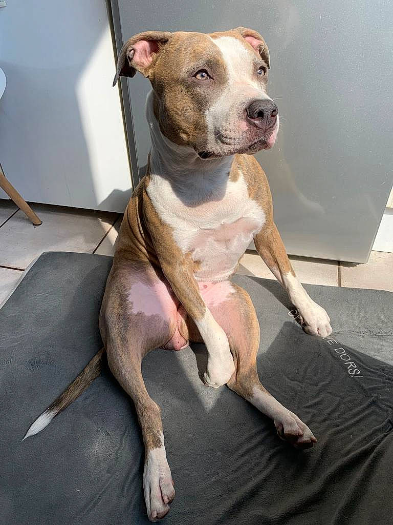 Oki a rejoint le concours — aidez-le/la à gagner de superbes lots ! barefoot, canidae, carnivore, collar, companion_dog, dog, dog_breed, fawn, floor, flooring, foot, jaw, liver, neck, skin, snout, sporting_group, toe, whiskers, working_animal