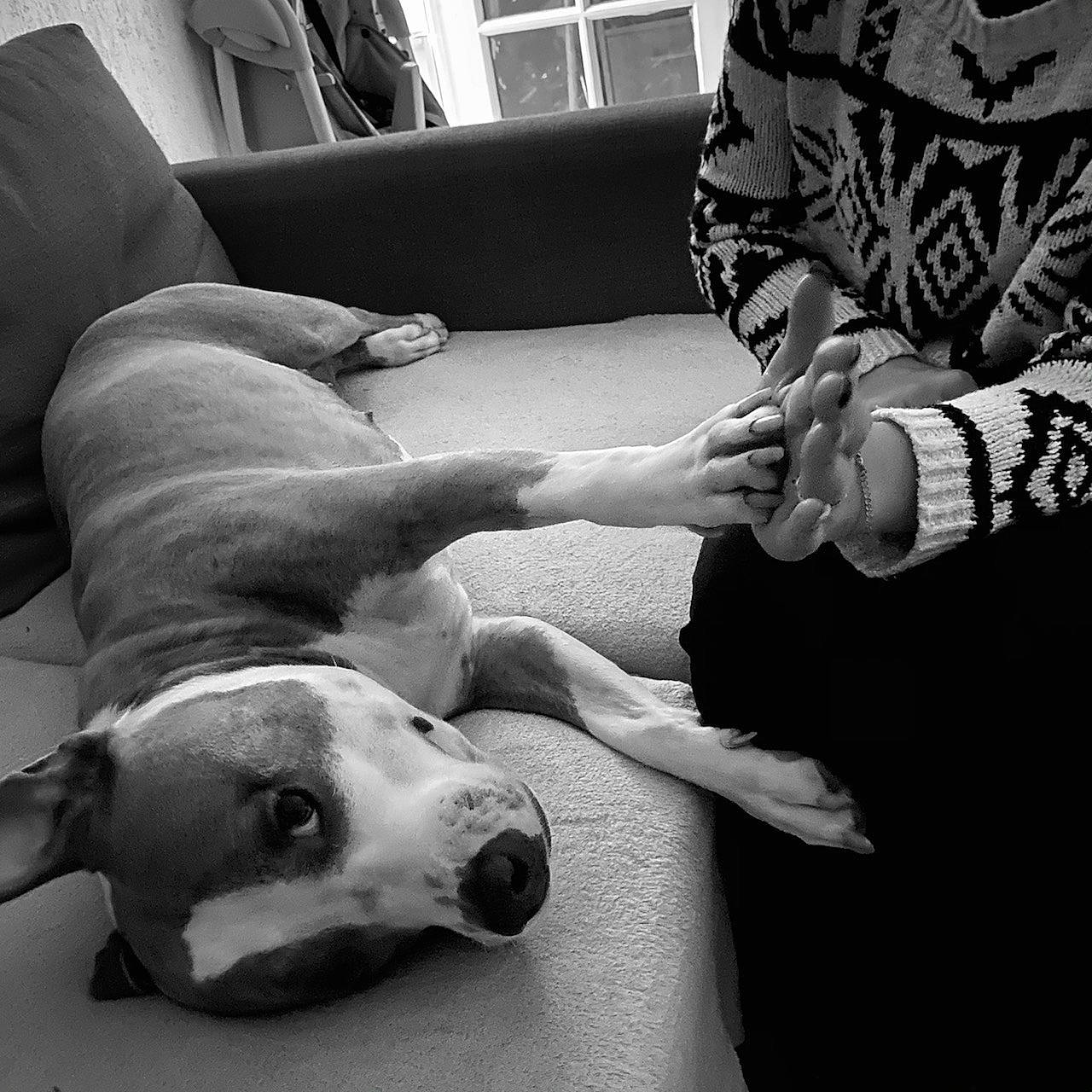 Oki a rejoint le concours — aidez-le/la à gagner de superbes lots ! bracelet, canidae, carnivore, collar, comfort, companion_dog, couch, dog, dog_breed, living_room, monochrome_photography, nail, snout, sporting_group, working_animal, working_dog