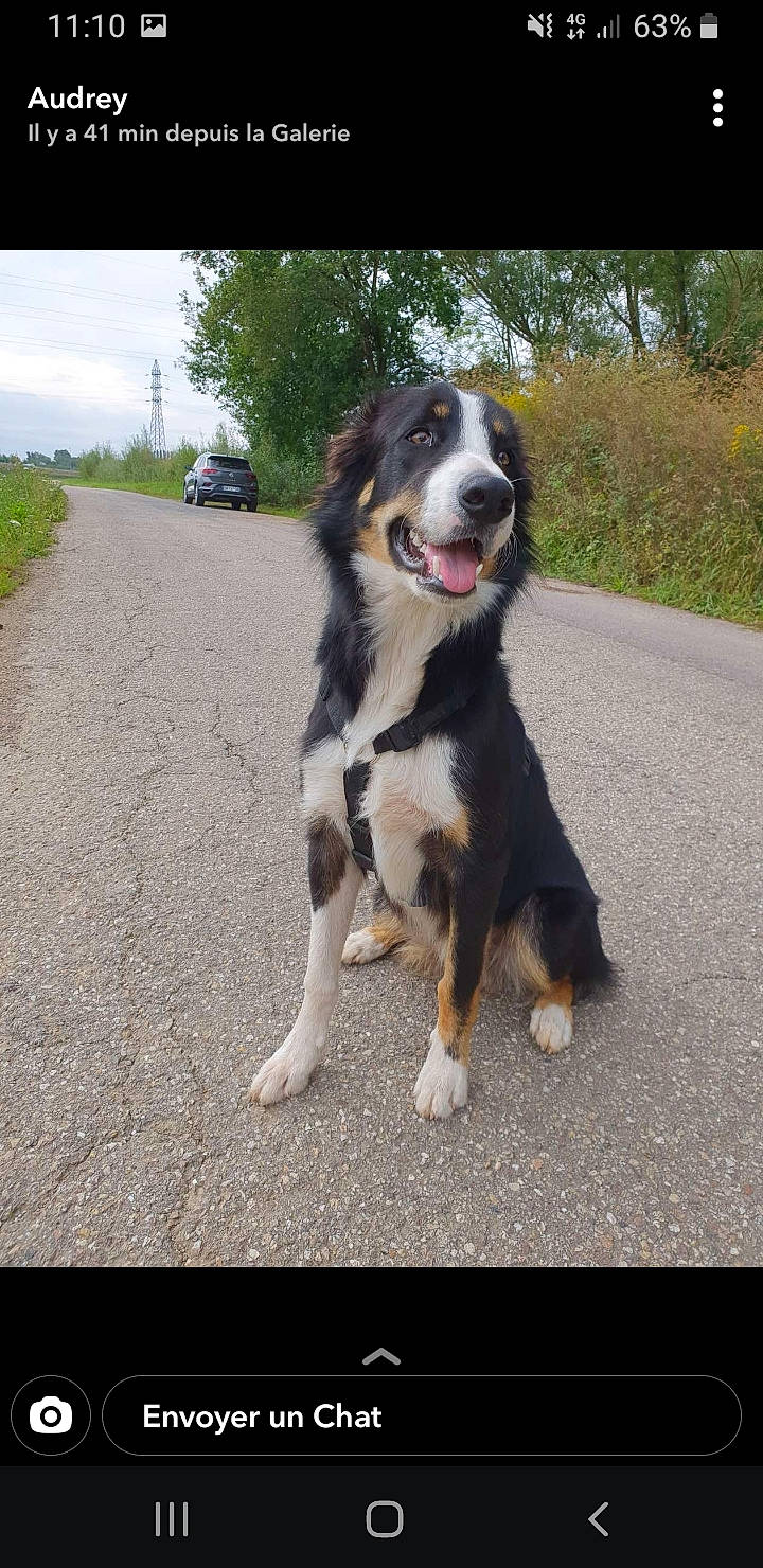 Woody a rejoint le concours — aidez-le/la à gagner de superbes lots ! asphalt, bernese_mountain_dog, canidae, carnivore, collar, companion_dog, dog, dog_breed, giant_dog_breed, grass, herding_dog, plant, road_surface, sky, snout, sporting_group, tail, tree, wheel, working_dog