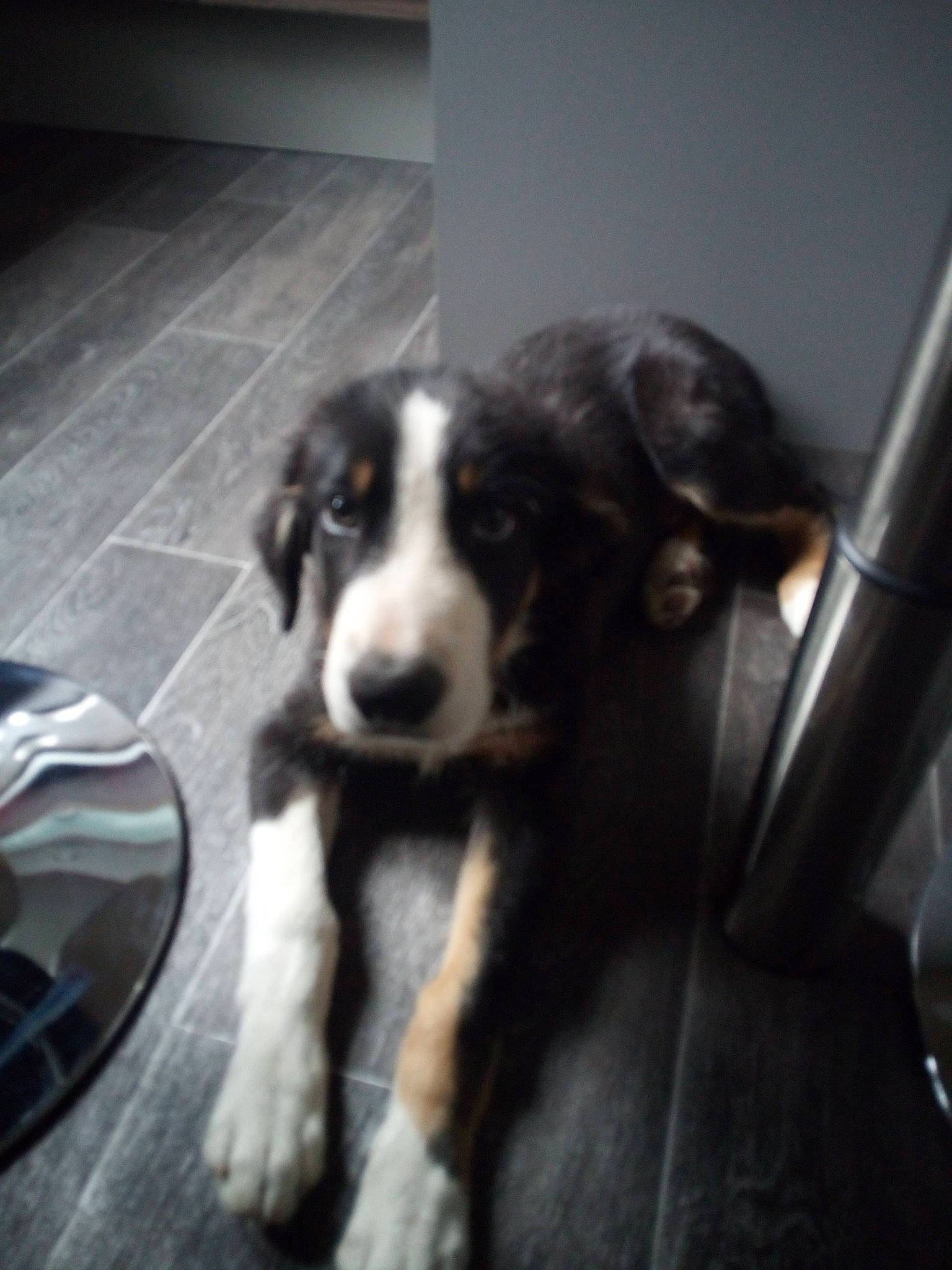 Woody participe au concours pour gagner de l'argent avec cette photo : border_collie, bored, canidae, carnivore, companion_dog, dog, dog_breed, flooring, fur, herding_dog, snout, sporting_group, terrestrial_animal, whiskers, working_animal, working_dog