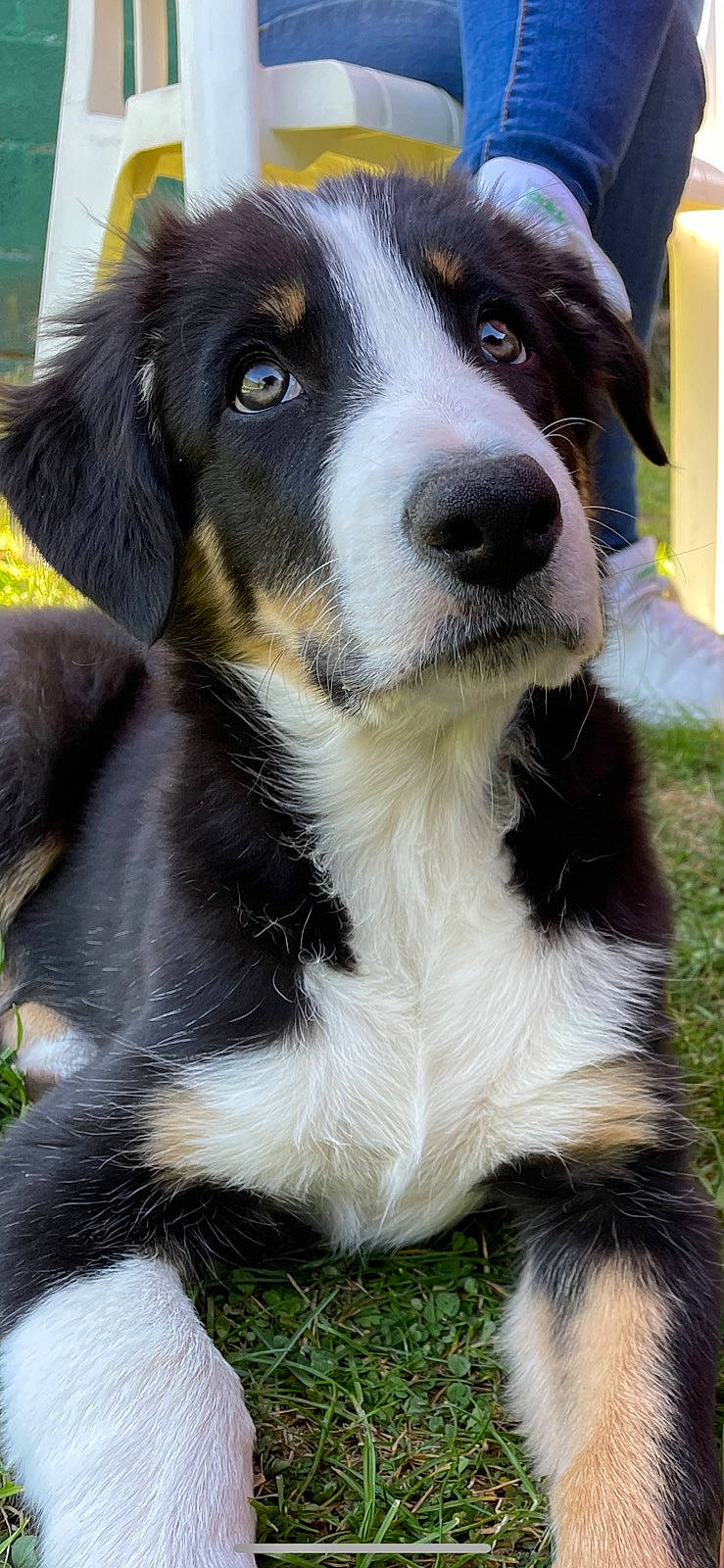 Woody participe au concours pour gagner de l'argent avec cette photo : balance, bernese_mountain_dog, canidae, carnivore, companion_dog, dog, dog_breed, fur, grass, herding_dog, snout, sporting_group, terrestrial_animal, whiskers, working_animal, working_dog