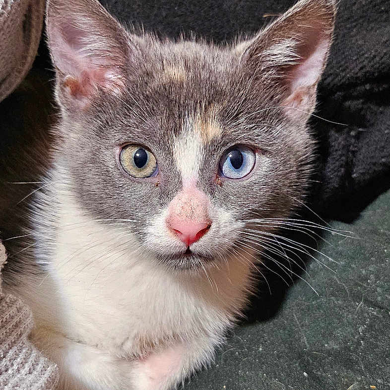 Grey joined the competition — help win amazing prizes! abyssinian, angora, animal, armchair, blanket, cat, chair, clothing, couch, furniture, homedecor, kitten, knitwear, linen, manx, pet, siamese, slate, sweater