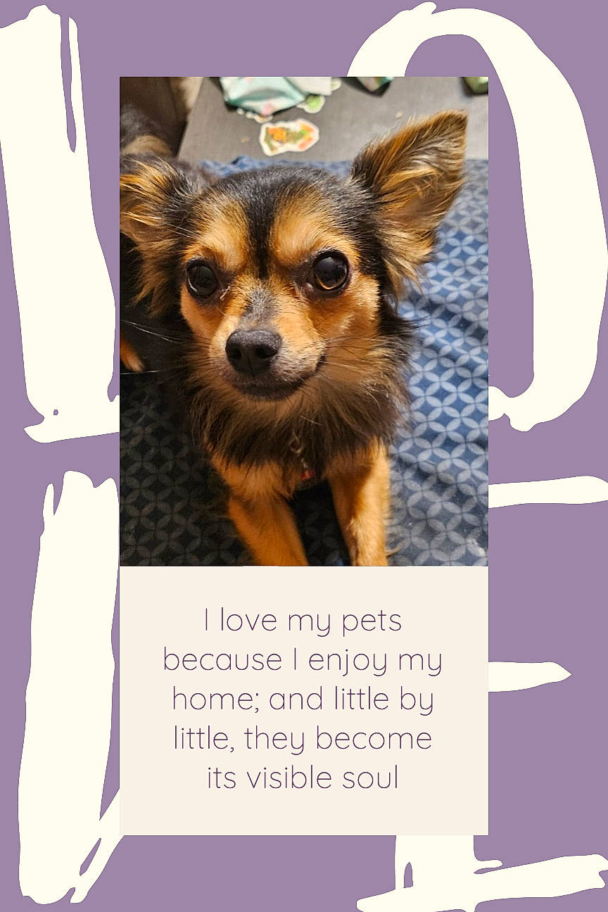 Meklo joined the competition — help win amazing prizes! canidae, carnivore, chihuahua, companion_dog, corgi_chihuahua, dog, dog_breed, dog_supply, fawn, font, fur, photo_caption, sleeve, snout, terrestrial_animal, toy_dog, whiskers, wildlife, working_animal