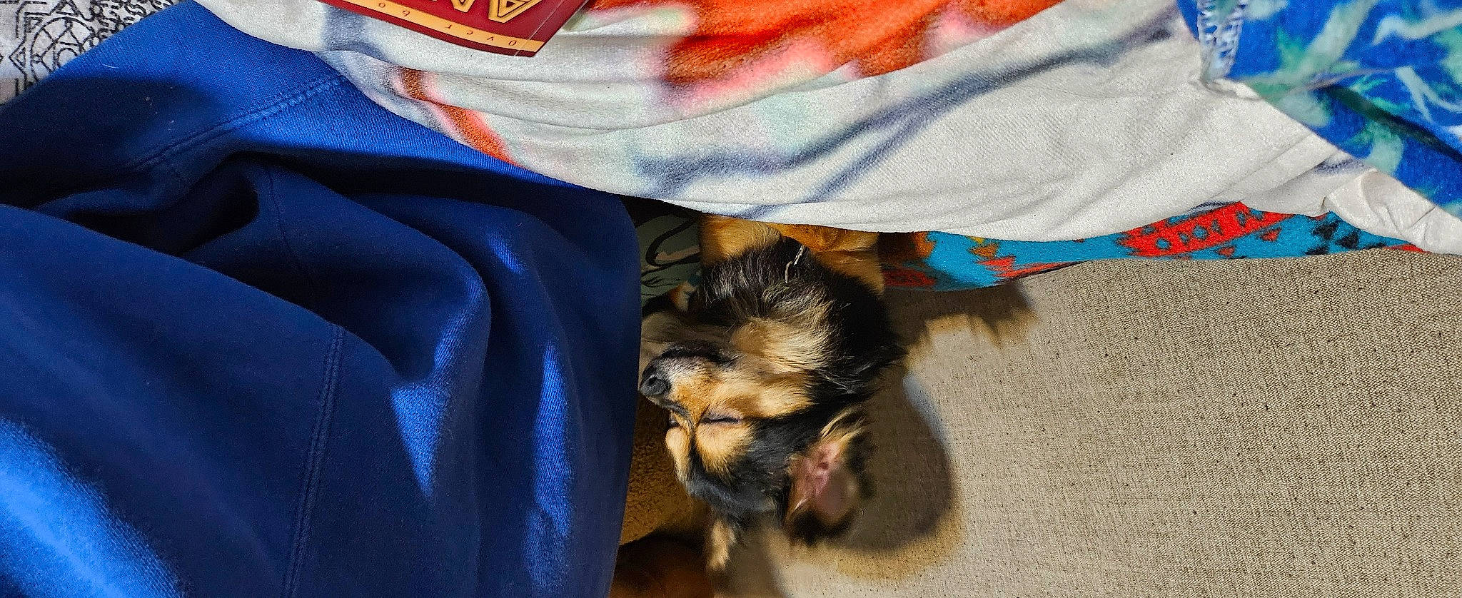 Meklo is registered to the contest to win money with this photo: canidae, carnivore, comfort, companion_dog, dog, dog_breed, electric_blue, fawn, fur, liver, mammal, paw, puppy, sleeve, small_terrier, snout, sporting_group, terrier, toy_dog, working_animal