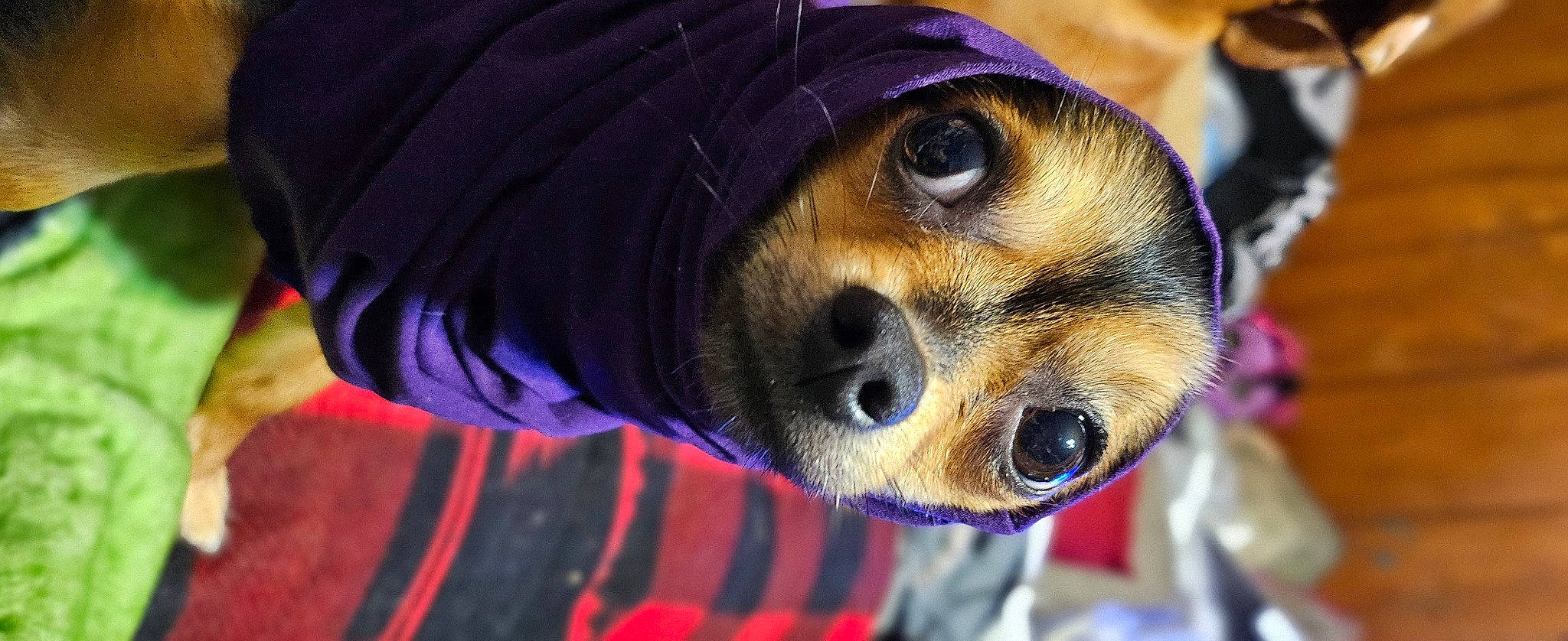 Meklo is registered to the contest to win money with this photo: canidae, carnivore, companion_dog, corgi_chihuahua, dog, dog_breed, electric_blue, eyewear, fawn, fur, magenta, pattern, plant, puppy, small_terrier, snout, sunglasses, toy_dog, whiskers