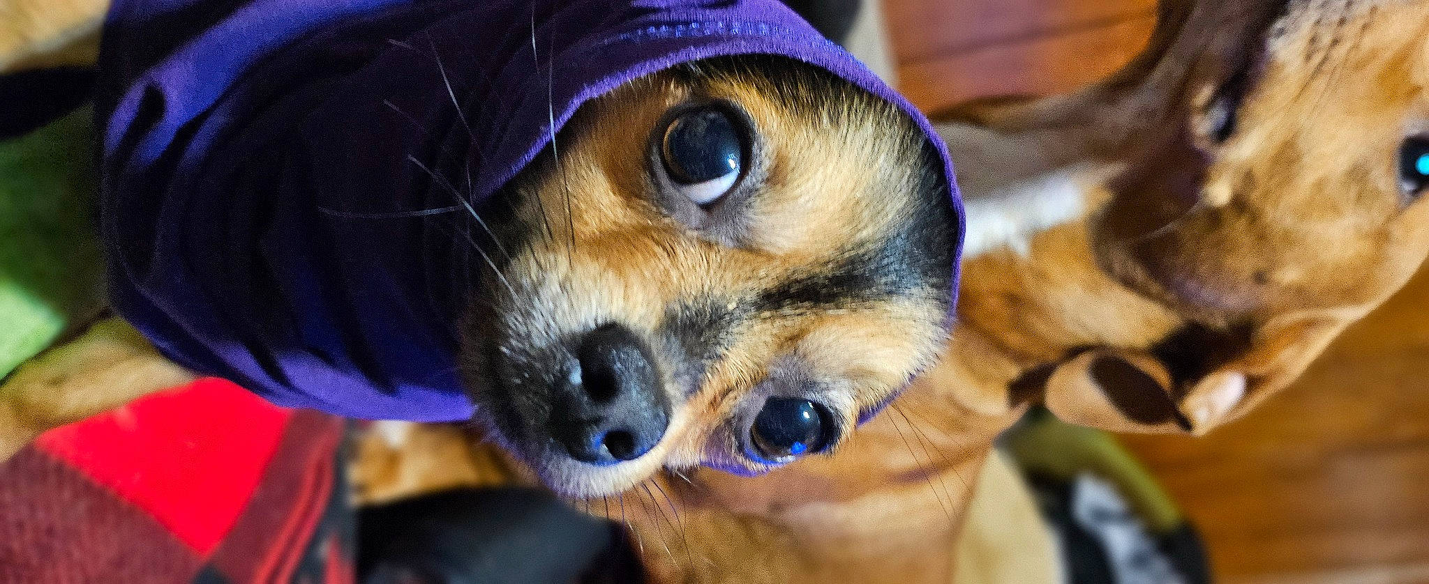 Meklo joined the competition — help win amazing prizes! blue, canidae, carnivore, close_up, companion_dog, dog, dog_breed, ear, electric_blue, fawn, fur, paw, puppy, snout, sporting_group, terrestrial_animal, toy_dog, whiskers