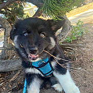 Missy joined the competition — help win amazing prizes! puppy, dog, blue_harness, stick, playful, outdoor, tree, dirt, leaves, sunlight, animal, cute, pet, young_dog, nature, grass, smiling, fur, black_and_white, leash