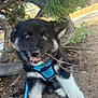 puppy, dog, blue_harness, stick, playful, outdoor, tree, dirt, leaves, sunlight, animal, cute, pet, young_dog, nature, grass, smiling, fur, black_and_white, leash