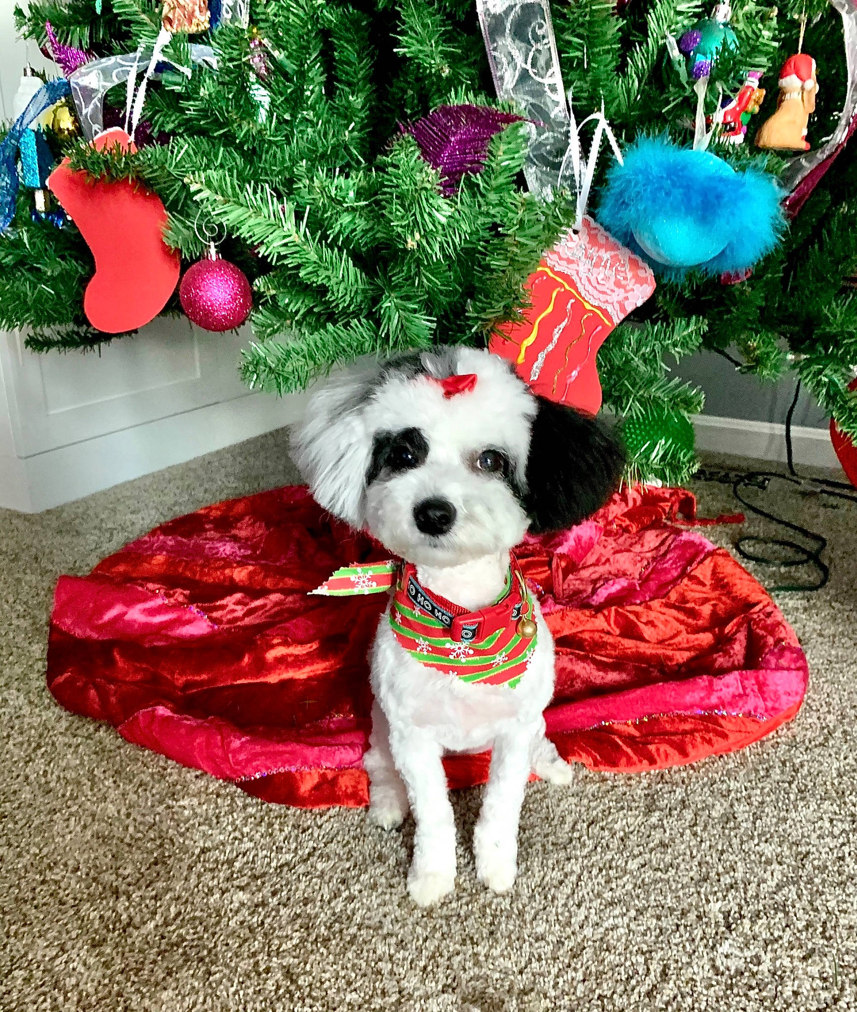 Luna joined the competition — help win amazing prizes! carnivore, christmas, christmas_decoration, christmas_eve, christmas_ornament, christmas_tree, companion_dog, dog, dog_breed, dog_clothes, dog_supply, event, holiday, holiday_ornament, interior_design, pet_supply, sporting_group, toy, toy_dog, vertebrate