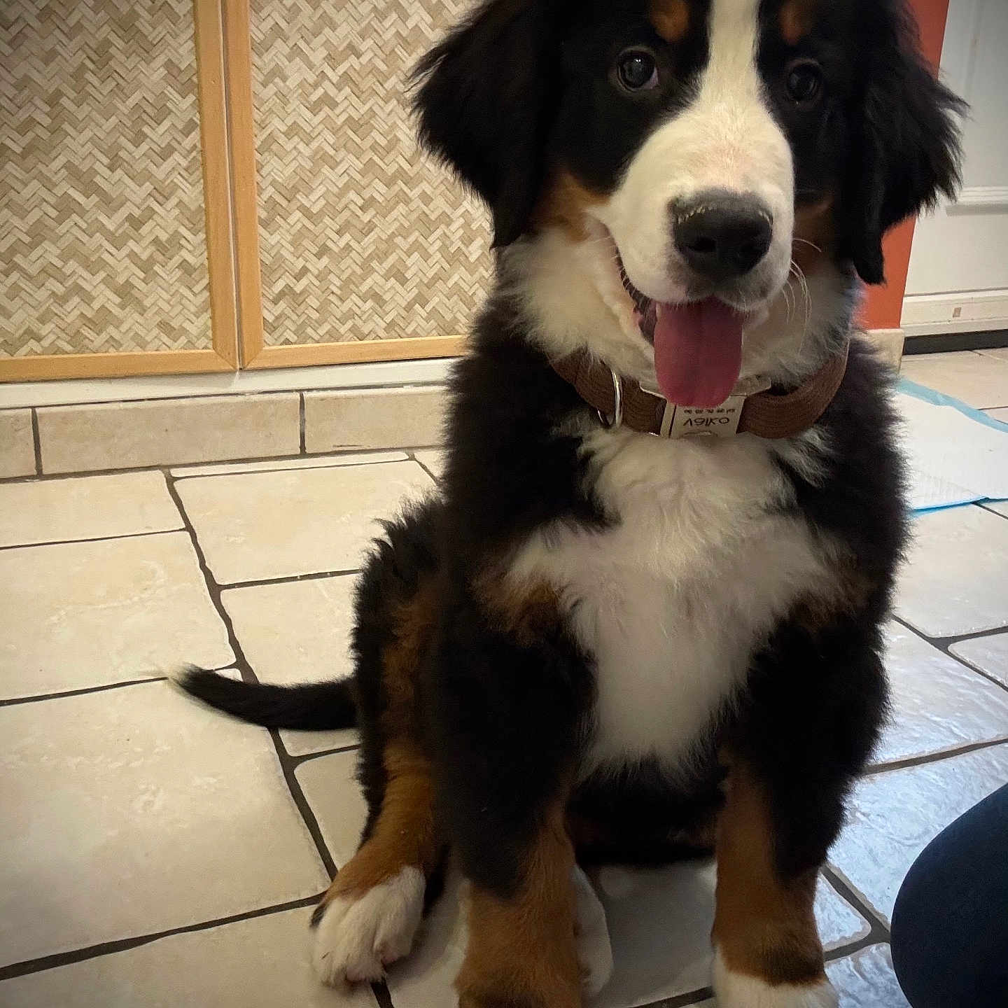 Valko participe au concours pour gagner de l'argent avec cette photo : animal, appenzeller, architecture, ball, building, canine, dog, door, furniture, hound, husky, indoors, interiordesign, pet, puppy, slate, sport, tennis, tennisball, tile