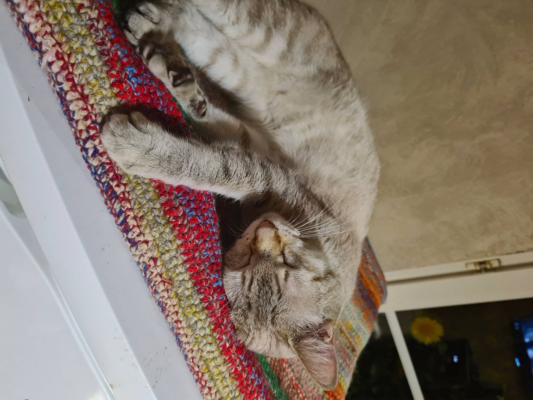 Rocky a rejoint le concours — aidez-le/la à gagner de superbes lots ! art, carmine, carnivore, cat, claw, domestic_short_haired_cat, fawn, felidae, fur, grey, linens, pattern, small_to_medium_sized_cats, snout, tail, whiskers, window, wood, wool, woolen