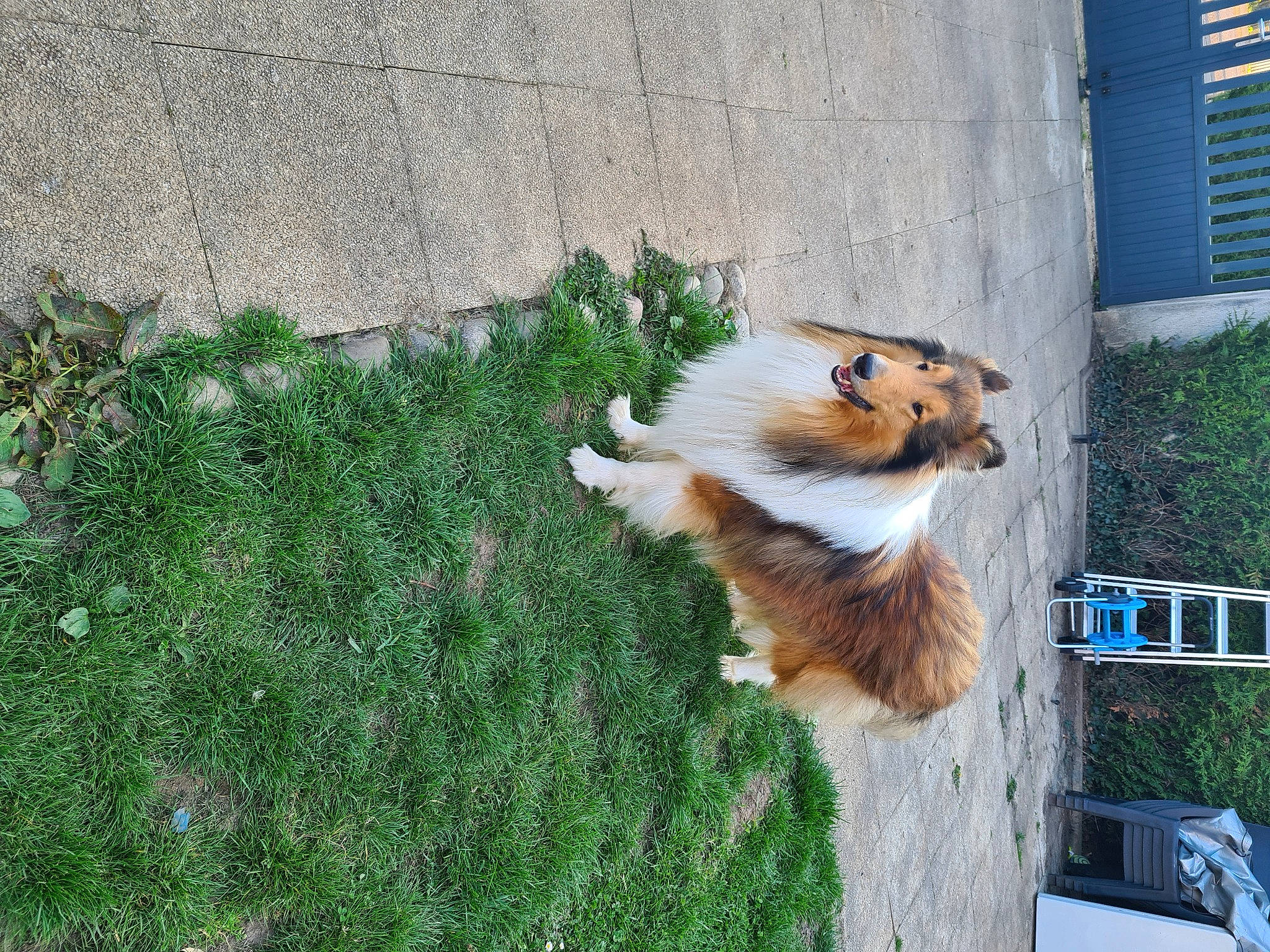 Paco a rejoint le concours — aidez-le/la à gagner de superbes lots ! carnivore, collie, companion_dog, dog, dog_breed, fawn, felidae, german_spitz, german_spitz_klein, grass, herding_dog, plant, pomeranian, rough_collie, scotch_collie, shetland_sheepdog, snout, spitz, tail, window