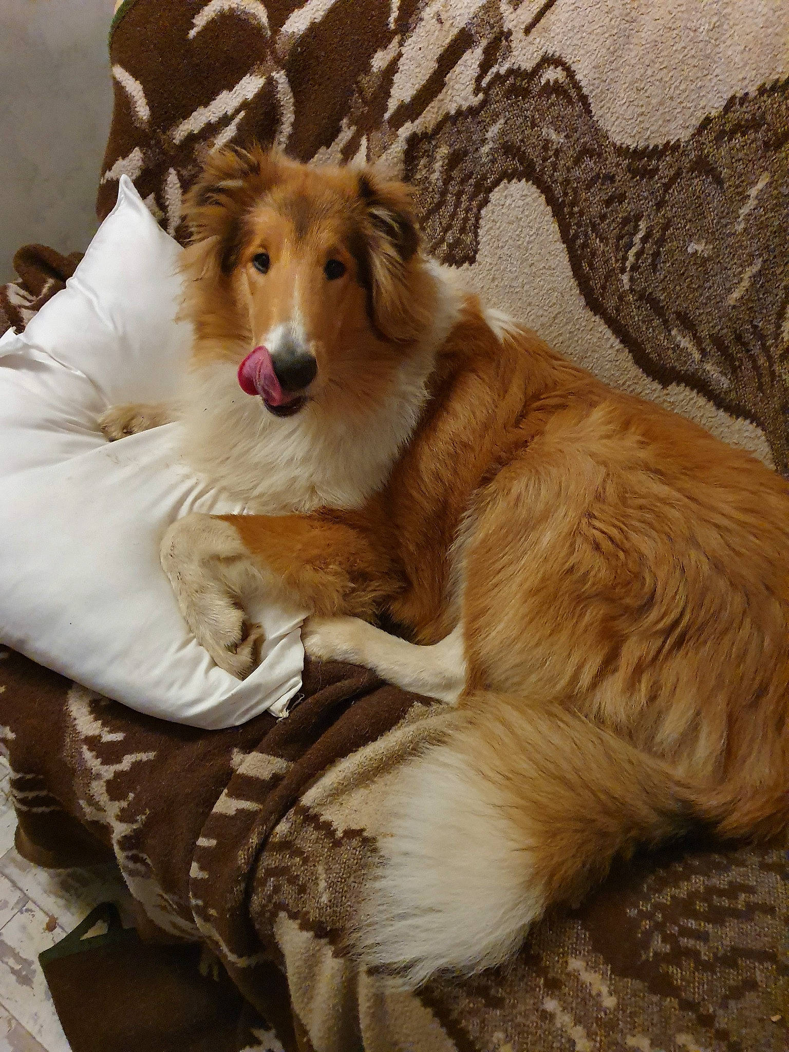 Pepsi participe au concours pour gagner de l'argent avec cette photo : australian_shepherd, basque_shepherd_dog, border_collie, canidae, carnivore, collie, companion_dog, dog, dog_breed, fawn, fur, mammal, rare_breed_dog, rough_collie, scotch_collie, shetland_sheepdog, silken_windhound, smooth_collie, vertebrate