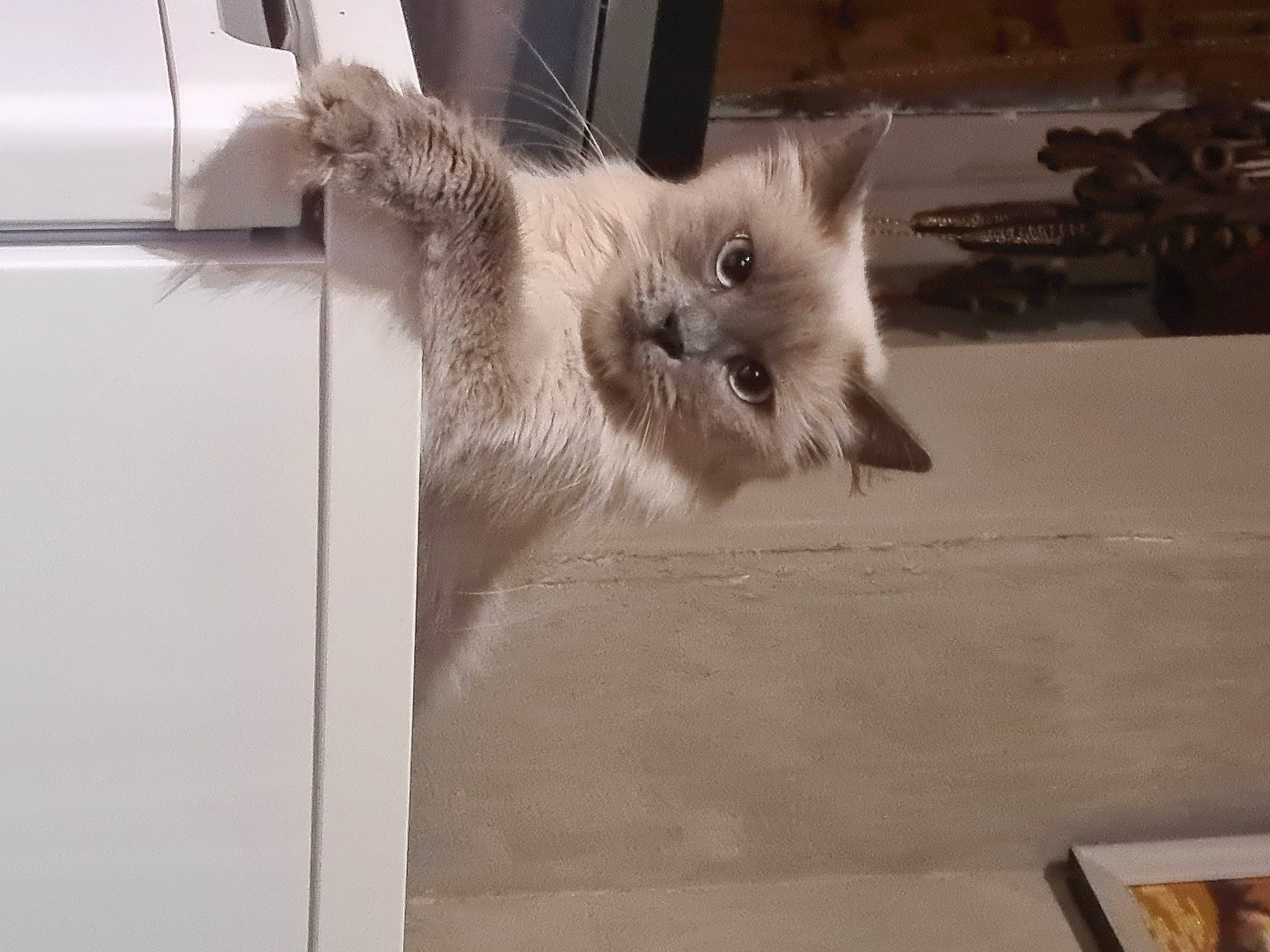 Rosy a rejoint le concours — aidez-le/la à gagner de superbes lots ! balinese, carnivore, cat, domestic_short_haired_cat, fawn, felidae, fur, line, metal, paw, small_to_medium_sized_cats, snout, tail, thai, whiskers, window, wood