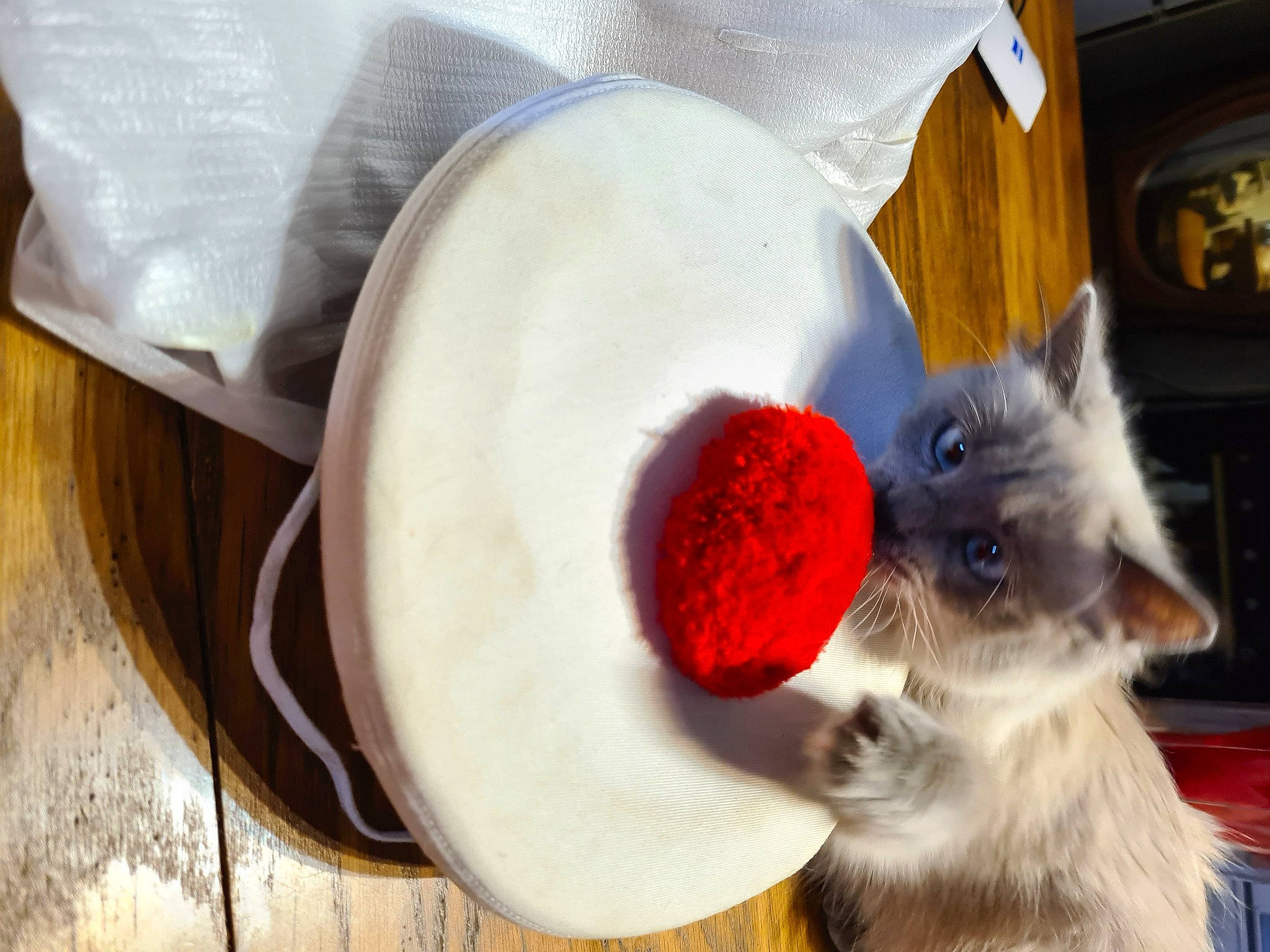 Rosy participe au concours pour gagner de l'argent avec cette photo : audio_equipment, bowl, carnivore, cat, companion_dog, dishware, fashion_accessory, fawn, fedora, felidae, fur, hat, platter, siamese, small_to_medium_sized_cats, stuffed_toy, tableware, tail, toy, whiskers