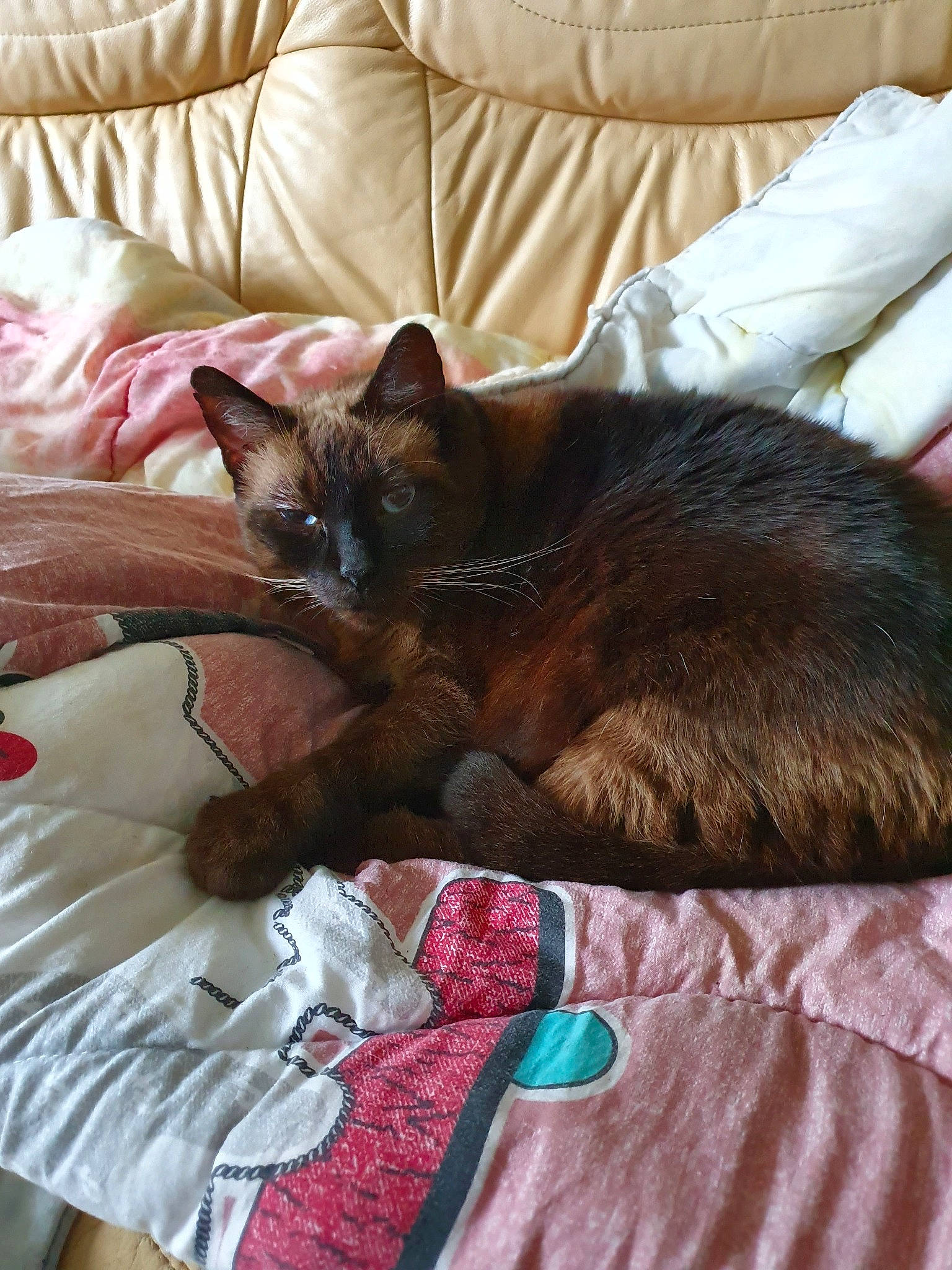 Kikinette a rejoint le concours — aidez-le/la à gagner de superbes lots ! asian, bed, burmese, carnivore, cat, domestic_short_haired_cat, felidae, furniture, german_rex, havana_brown, kitten, nap, room, small_to_medium_sized_cats, tonkinese, whiskers