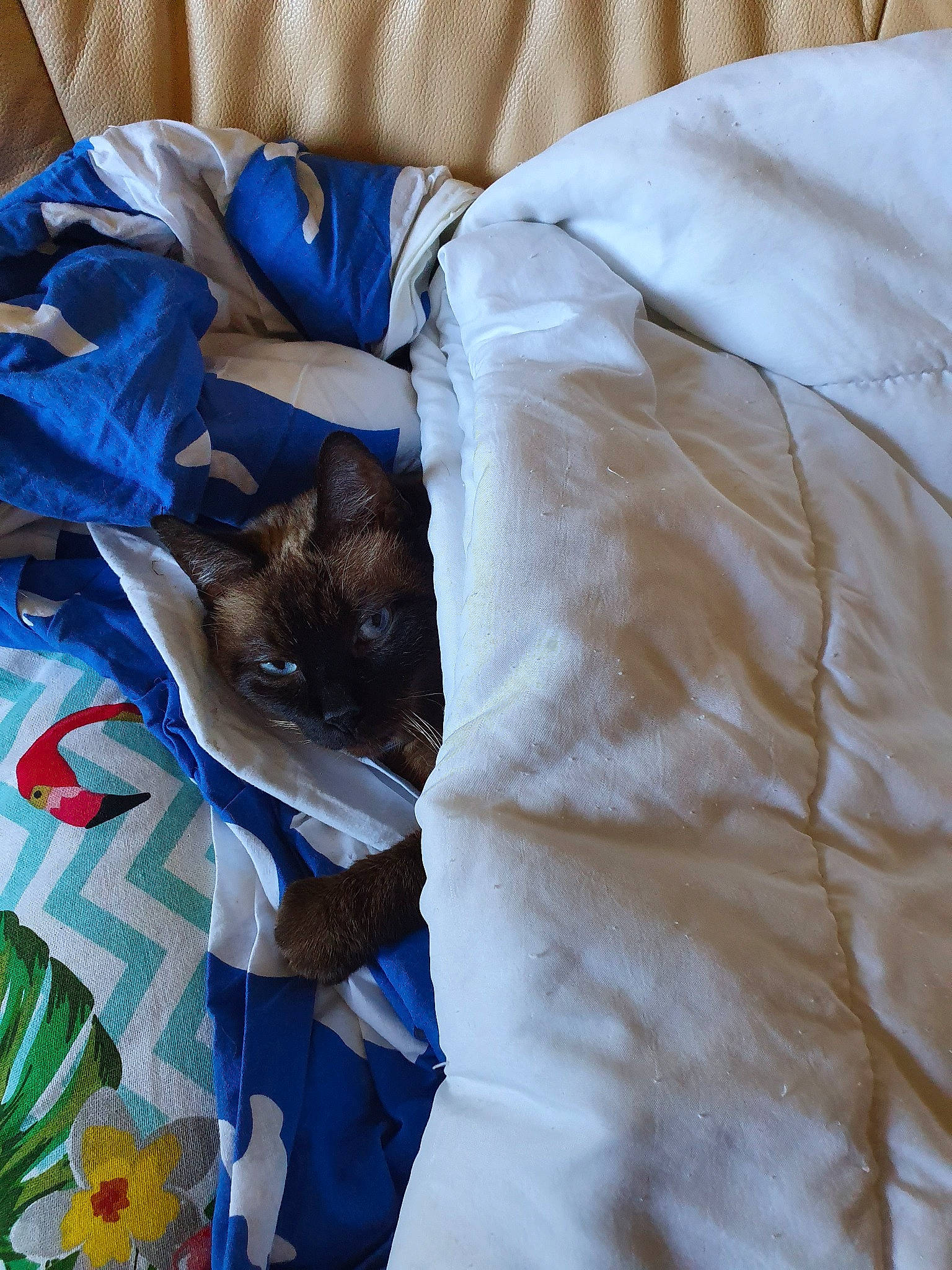 Kikinette participe au concours pour gagner de l'argent avec cette photo : bed_sheet, blue, linens, textile