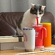 Mabel joined the competition — help win amazing prizes! cat, curious, couch, table, mug, straw, drink, gift_box, container, orange, red, white, gray, indoor, pet, feline, wood, furniture, domestic, cozy