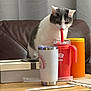 cat, curious, couch, table, mug, straw, drink, gift_box, container, orange, red, white, gray, indoor, pet, feline, wood, furniture, domestic, cozy