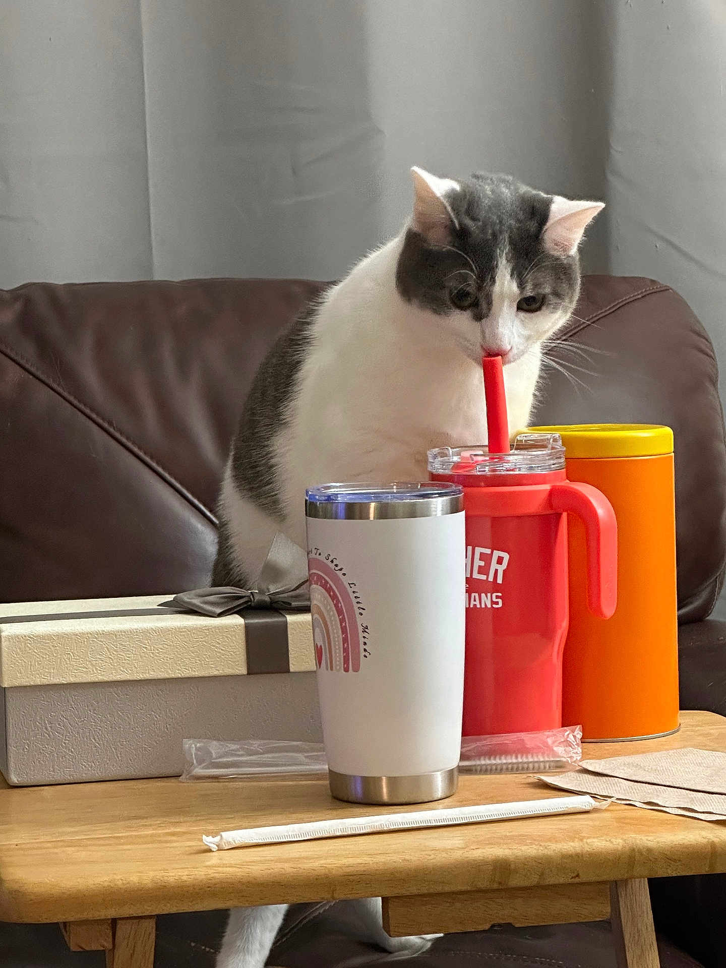 Mabel joined the competition — help win amazing prizes! cat, curious, couch, table, mug, straw, drink, gift_box, container, orange, red, white, gray, indoor, pet, feline, wood, furniture, domestic, cozy