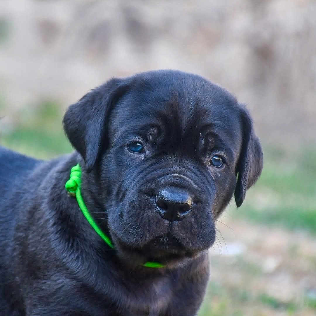 Attila participe au concours pour gagner de l'argent avec cette photo : animal, black_dog, canine, close_up, curious, cute, dog, domestic_animal, face, fur, grass, green_collar, head, mammal, nature, outdoor, pet, portrait, puppy, young_dog