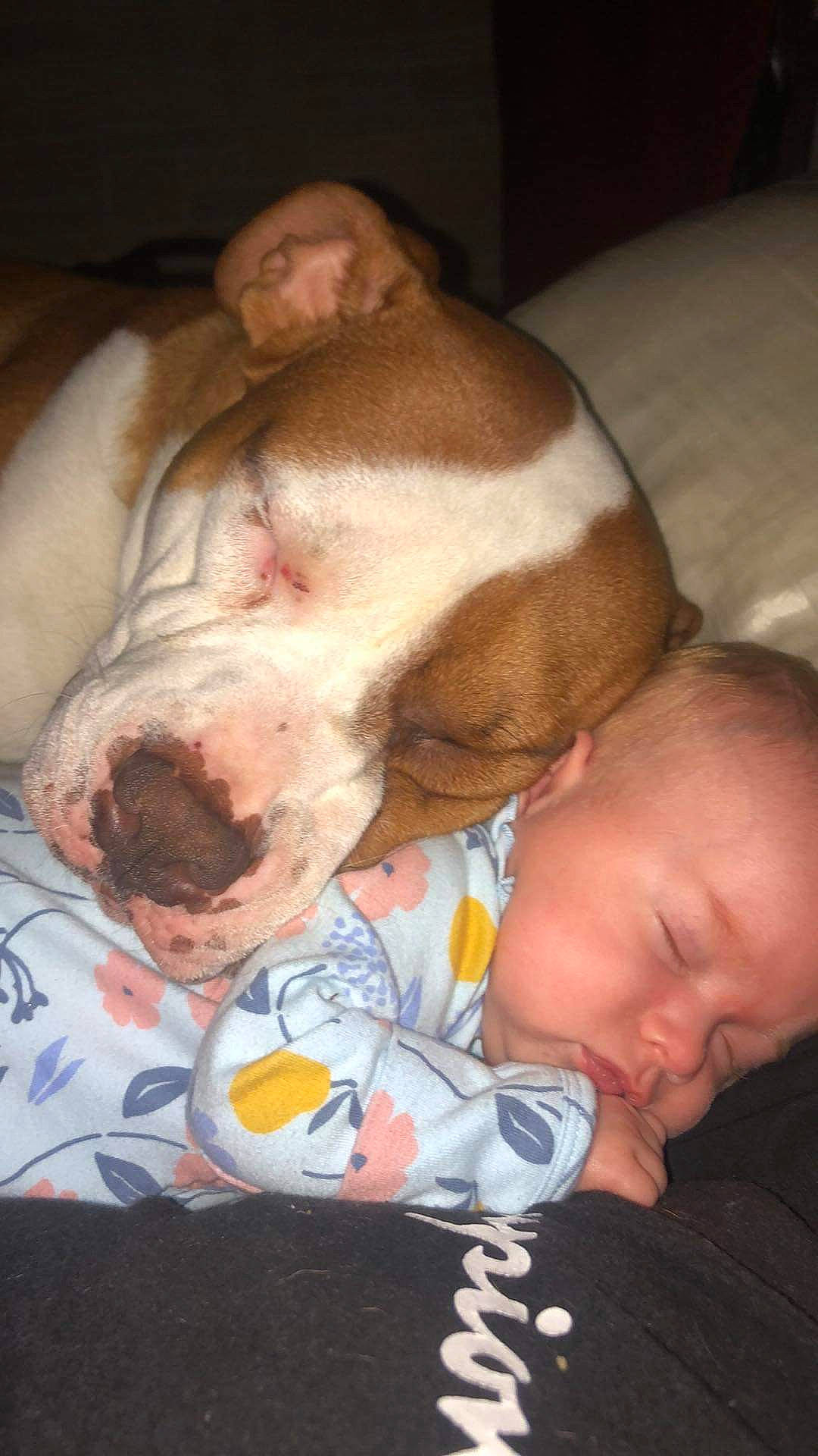 Madelynn joined the competition — help win amazing prizes! baby, bedtime, carnivore, child, comfort, companion_dog, dog, dog_breed, ear, fawn, flesh, mouth, nap, nose, person, skin, snout, suidae, toddler, whiskers