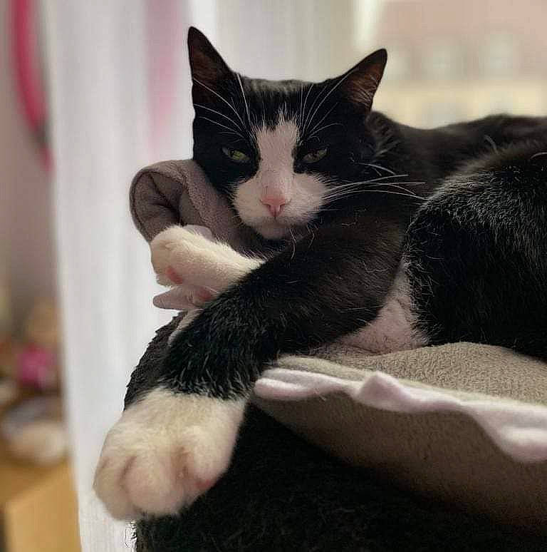 Diablo participe au concours pour gagner de l'argent avec cette photo : carnivore, cat, claw, comfort, domestic_short_haired_cat, felidae, foot, fur, gesture, human_leg, nail, nap, paw, sitting, small_to_medium_sized_cats, snout, tail, thigh, whiskers