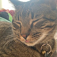 Kovu joined the competition — help win amazing prizes! cat, tabby, close_up, pet, collar, bell, name_tag, whiskers, fur, sleeping, tongue_out, relaxed, indoor, animal, cute, mammal, face, domestic_cat, feline, soft_light