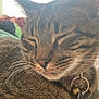 cat, tabby, close_up, pet, collar, bell, name_tag, whiskers, fur, sleeping, tongue_out, relaxed, indoor, animal, cute, mammal, face, domestic_cat, feline, soft_light