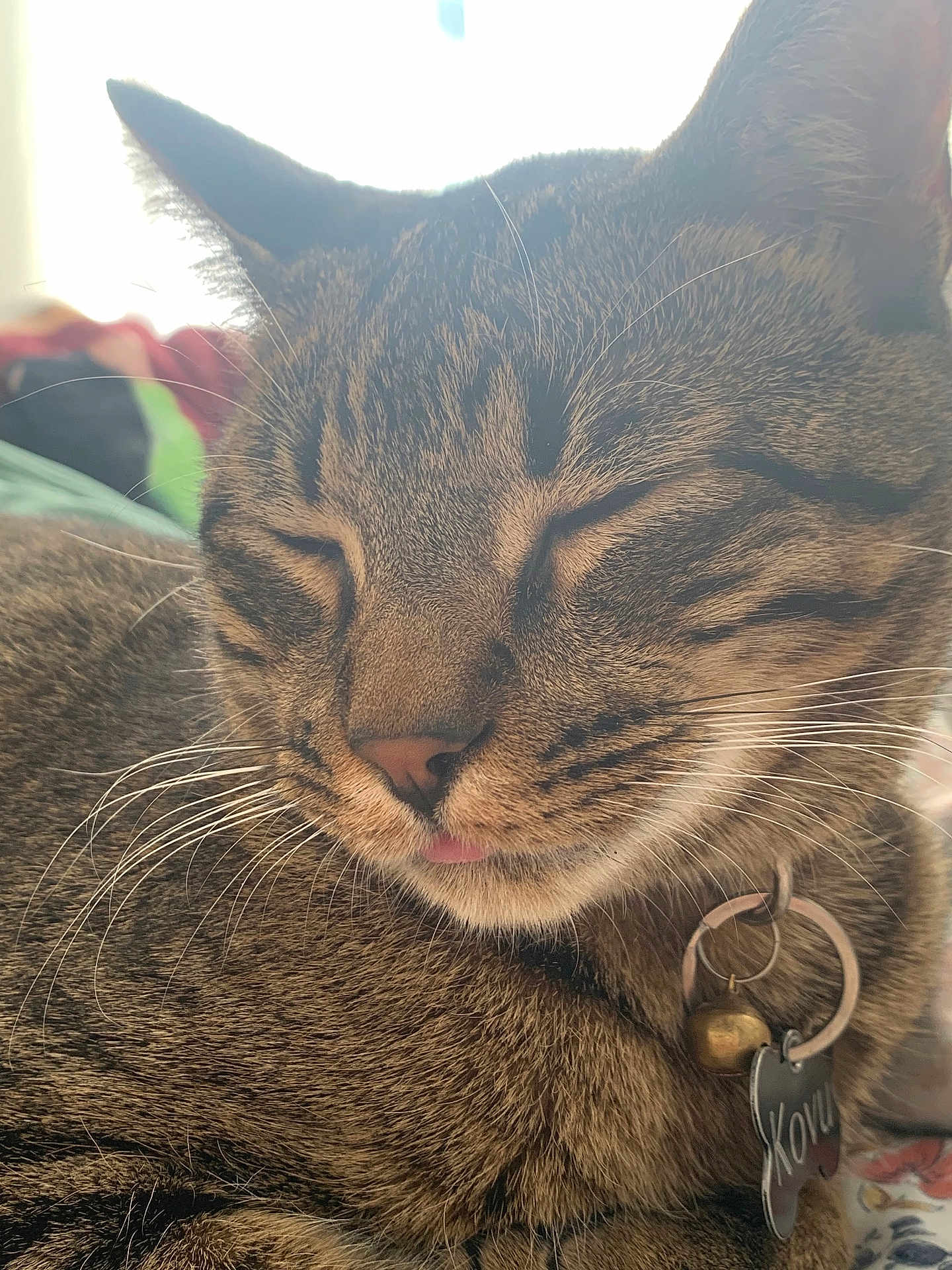 Kovu