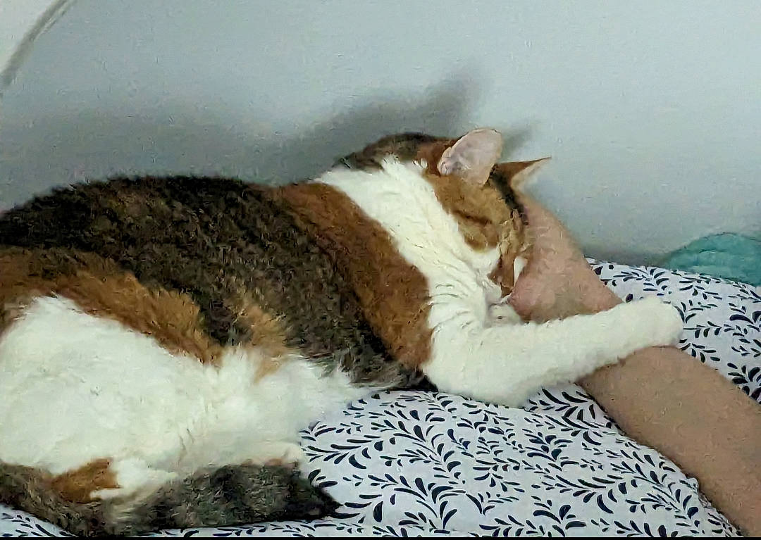 Rose is registered to the contest to win money with this photo: bed, bed_sheet, bedding, blanket, carnivore, cat, cat_supply, comfort, domestic_short_haired_cat, felidae, fur, linens, nap, paw, pet_supply, small_to_medium_sized_cats, tail, terrestrial_animal, whiskers