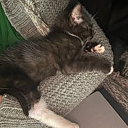Domino is registered to the contest to win money with this photo: black_and_white, blanket, cat, computer, cozy, cute, domestic, feline, indoor, kitten, knit, laptop, paw, pet, relaxed, resting, sleeping, soft, warm, whiskers