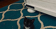 Domino joined the competition — help win amazing prizes! animal, black_cat, blue_rug, cat, curious, cute, domestic_animal, furniture, indoor, kitten, patterned_rug, peek, pet, playful, shy, small_animal, two_animals, white_cat, wood_floor, young