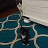 cat, kitten, black_cat, white_cat, blue_rug, patterned_rug, furniture, wood_floor, indoor, pet, curious, playful, small_animal, animal, domestic_animal, cute, young, two_animals, peek, shy