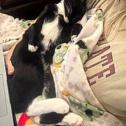 Domino joined the competition — help win amazing prizes! cat, black_and_white, sleeping, blanket, lap, person, hand, cozy, indoor, fur, paw, relaxed, resting, comfort, soft, tshirt, colorful, closeup, pet, animal